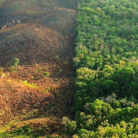 Deforestation between the Maya Biosphere Reserve in Guatemala and the Belize border Amazon Rainforest Deforestation, Land Degradation, Rainforest Deforestation, Amazon Deforestation, Carbon Sink, A Level Art Sketchbook, Animal Agriculture, Agricultural Land, Environmental Pollution