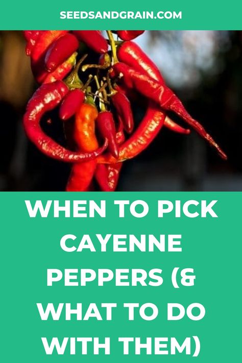 Red Pepper Flakes Recipes, Cayenne Pepper Plant, Cayenne Pepper Recipes, Cayenne Pepper Benefits, Hot Pepper Recipes, Red Pepper Recipes, Relish Sauce, Cayenne Pepper Sauce, Pepper Sauce Recipe