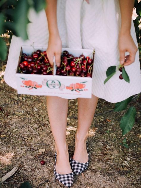 Cherry Picking Aesthetic, Cherry Picking, Cherry Season, Berry Picking, Dessert Gifts, Cherries Jubilee, Fruit Picking, Fruits Images, Finches