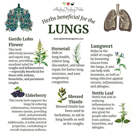 Herbal Remedies For Asthma, Natural Lung Cleanse, Asthma Herbs, Herbs For Asthma, Herbs For Lungs, Herbs For Lung Health, Asthma Diet, Nutrient Food, Lung Cleansing