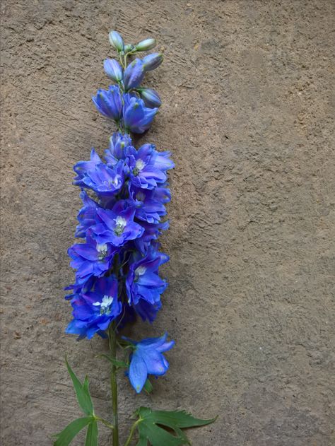 Blue Snapdragons, Delphinium Flower Arrangement, Dark Blue Delphinium, Delphinium Tattoo, Delphinium Bouquet, Delphinium Flower, Delphinium Blue, Larkspur Flower, Delphinium Flowers