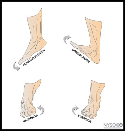 Special movements of the foot can be classified as dorsiflexion, plantar flexion, inversion, and eversion.  Dorsiflexion is a movement in which the toes are elevated. Plantar flexion is pointing the toes downward; it can be compared to pressing a gas pedal. Inversion is the medial movement of the soles and eversion is moving the soles laterally. Hip Anatomy, Human Skeleton Anatomy, Human Muscle Anatomy, Anatomy Images, Physical Therapy Student, Sports Massage Therapy, Physical Therapy Assistant, Basic Anatomy And Physiology, Sports Therapy