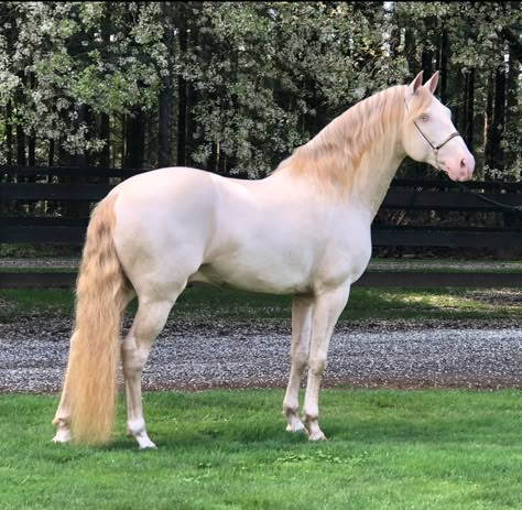 Champagne Horse, Pretty Horse Coats, Perlino Horse, Albino Horse, White Horses Running, White Running Horse, Splashed White Horse, Brown Horse With White Mane, Brown And White Horse