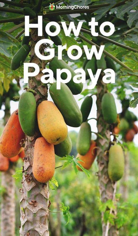 Papaya Tree Care How To Grow, How To Plant Papaya Seeds, Growing Blueberries Bushes, Growing Papaya, Grow Papaya, Florida Patio, Papaya Growing, Hammock Area, Garden Wonderland