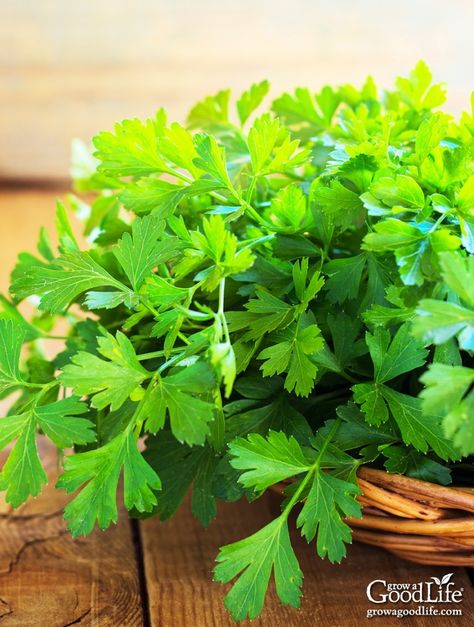 How To Grow Parsley, Grow Parsley, Parsley Benefits, Parsley Tea, Growing Parsley, Parsley Plant, Natural Diuretic, Plant Kitchen, Herb Tea