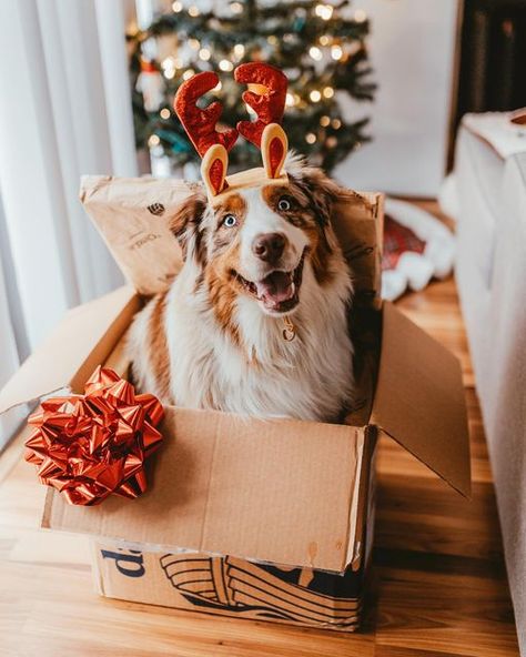 Christmas Photos Dogs, Dogs Christmas Pictures, Pet Christmas Photos Ideas, Christmas Dog Photos, Christmas Pet Pictures, Dog Pictures Aesthetic, Christmas Photo With Dog, Dog Holiday Photoshoot Ideas, Christmas Shoot With Dog