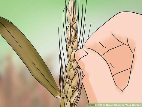 Growing Wheat For Flour, Wheat Garden, How To Grow Wheat, Grow Wheat, Make Your Own Flour, Growing Wheat, Agricultural Tools, Diy Planter, Waterwise Garden