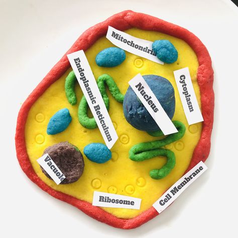 Easy homemade clay used to make a cell model 👍 Clay Cell Model, Human Body Systems Projects, Body Systems Project, Galvanic Cell, Plant Cell Model, Human Cell, Biology Lab, Clay Model, Cell Model