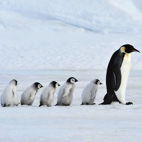 Happy Father’s Day! ⠀ Emperor penguins are among the best known wildlife fathers. In the first two months they keep their offspring warm…” • Jun 21, 2020 at 3:11pm UT Penguin Pfp, Penguin Walk, Penguin Facts, Roblox Pfp, Penguins Of Madagascar, Penguin Art, Penguin Love, Emperor Penguin, Fennec Fox