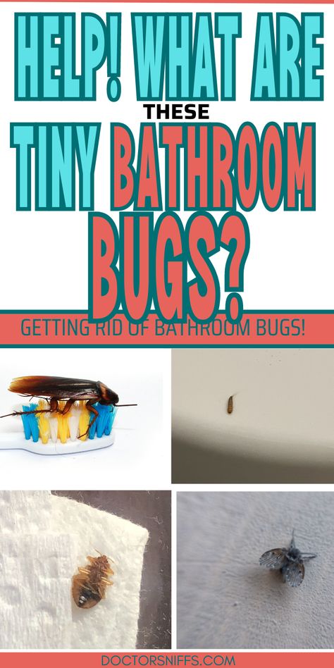 photos of a roach on a toothbrush, a carpet beetle larvae on a toilet, a bed bug on a tissue, and a drain fly: with text: Tiny bugs in bathroom Bug Identification, Black Insects, House Bugs, Lice Removal, Bathroom Tips, Bug Killer, Natural Swimming Pool, Clean Sink, My Bathroom