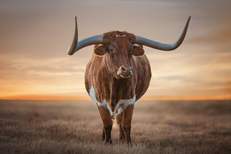 7 Gorgeous Photos From National Geographic Longhorn Wallpaper, Sea Turtle Images, Longhorn Art, Good Phone Backgrounds, Western Aesthetic Wallpaper, Cow Photography, Long Horns, Turtle Images, Longhorn Cattle