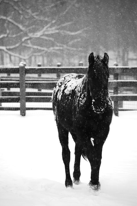 Horse on a snowy day. Black Horse In Snow, Snowy Farm, Horses In Snow, Winter Farm, Chestnuts Roasting, Winter Horse, A Snowy Day, Winter Blanket, Western Wallpaper Iphone