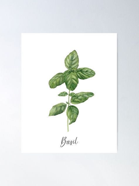 Herb Painting, Basil Aesthetic, Basil Plant Tattoo, Basil Tattoo, Basil Drawing Simple, Basil Drawing, Basil Illustration, Pot Of Basil Painting, Basil Painting