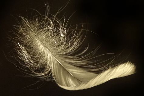 Golden Feather, Feather Photography, Feathers, Floating, Photography, Black