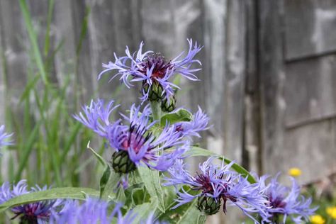 Garden Filed Bachelor Buttons, Propagating Plants, Perennial Plants, Green Thumb, In The Garden, Blue Flowers, The Garden, Perennials, Farmhouse