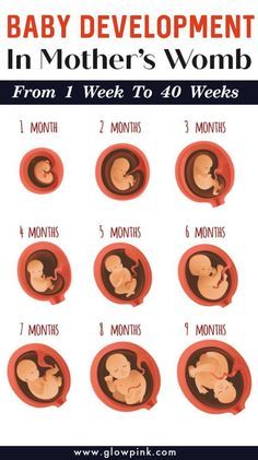 Baby Development In Womb, Baby Development Chart, Baby In Womb, 9 Months Pregnant, Child Development Activities, Baby Development Activities, 5 Month Old Baby, Pregnancy Info, Pregnancy Guide