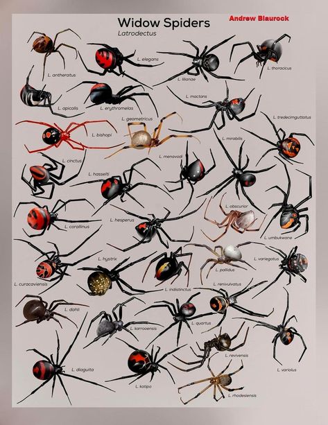 Widow spiders (Latrodectus spp.), It doesn't include the two recently described species (L. Garbae and L. Hurtadoi) from Colombia. The global count now stands at 34 by Andraw Blaurock Spider Identification Chart, Spider Identification, Entomology Illustration, Animal Infographic, Types Of Spiders, Spider Species, Spider Illustration, Widow Spider, Insect Tattoo