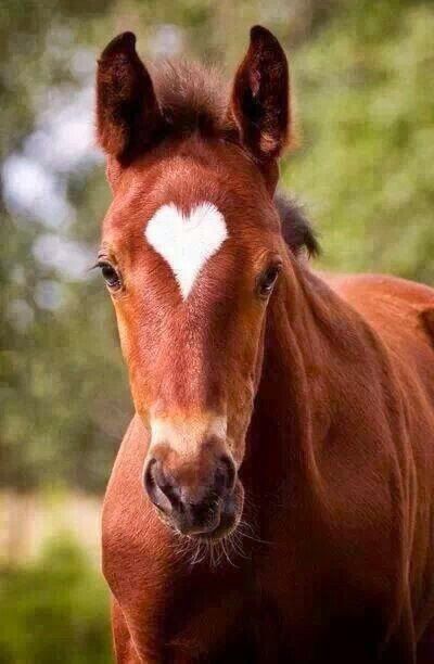 Little heart Ahal Teke, Regnul Animal, All The Pretty Horses, Horse Crazy, Cute Horses, Pretty Horses, Horse Pictures, Horse Love, Sweet Animals