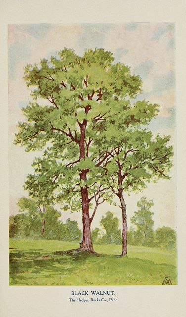 Walnut tree illustration. Vintage. Font. Walnut Tree Tattoo, Walnut Tree Drawing, Vintage Tree Illustration, Walnut Tree Illustration, Tree Vintage Illustration, Family Tree Background, Bonsai Drawing, Redwood Tree Illustration, Vintage Willow Tree Illustration