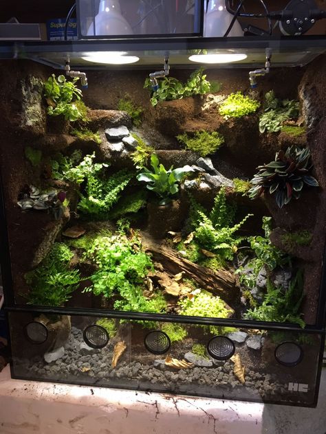 Dart Frog Vivarium Ideas, Crested Gecko Vivarium, Paludarium Ideas, Tree Frog Terrarium, Dart Frog Vivarium, Gecko Vivarium, Bioactive Vivarium, Gecko Habitat, Snake Terrarium