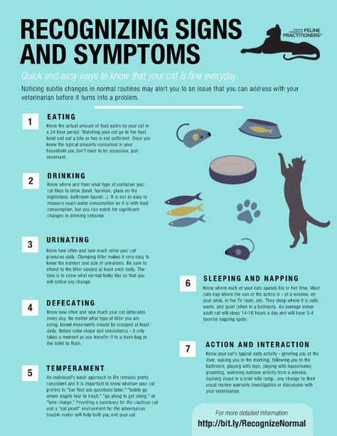 Cat Health Problems, Cat Illnesses, Cat Language, Cat Health Care, Cat Hacks, Cat Care Tips, Kitten Care, Cat Parenting, Cat Behavior