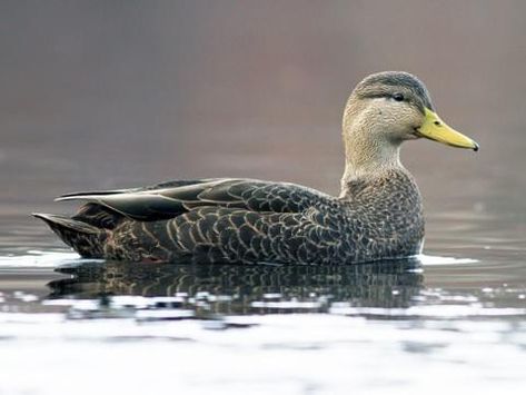 American Black Duck Male Duck Identification, Redhead Duck, Duck Species, Quail Hunting, Duck Pictures, Duck Photo, What The Duck, Black Duck, Duck Pins