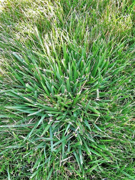 Tall Fescue Grass, Fescue Grass, Tall Fescue, Perennial Grasses, Weeds In Lawn, Lawn Care Tips, Grass Type, Lush Lawn, Healthy Lawn