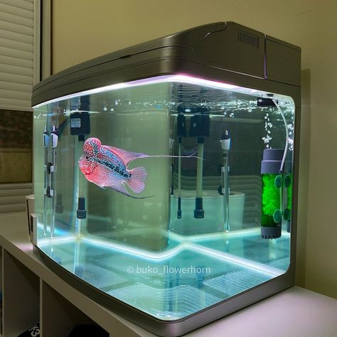 Flowerhorn Fish Tank, Desktop Fish Tank, 5.5 Gallon Fish Tank Ideas, Cottagecore Fish Tank, Aethstetic Fish Tank, Flowerhorn Fish, Glowing Fish Tank, Amazon Shop, Tanked Aquariums