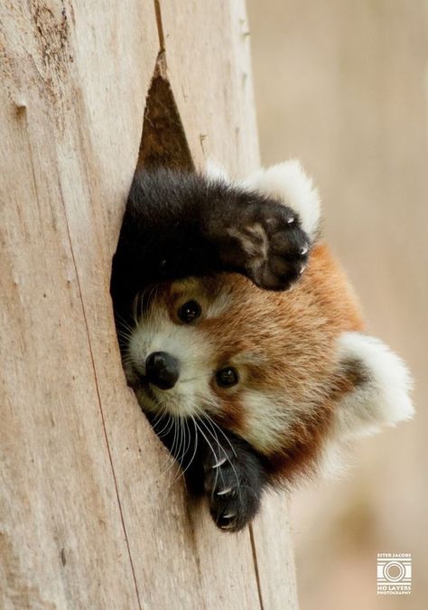 Red Panda Cute, Regnul Animal, Baby Animals Pictures, Cutest Animals, Pretty Animals, Appaloosa, Fluffy Animals, Cute Wild Animals, Cute Animal Photos