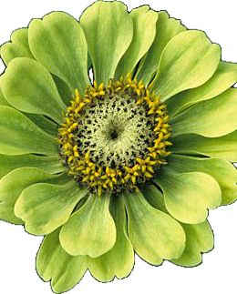 Zinnia Elegans, Zinnia Flowers, Simple Green, Green Flower, Unique Flowers, Beautiful Blooms, Flower Seeds, Green Flowers, Love Flowers