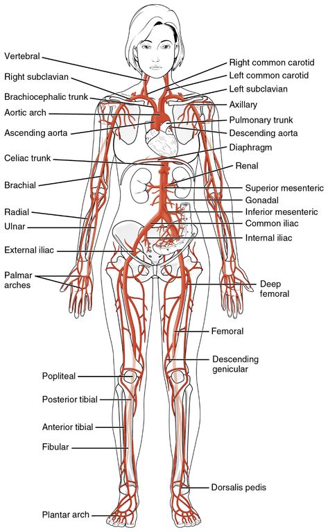 Major Arteries, Health And Fitness Magazine, Human Anatomy And Physiology, Healthy Diet Tips, Medical Anatomy, Anatomy Physiology, Green Coffee Bean, Daily Health Tips, Medical Knowledge