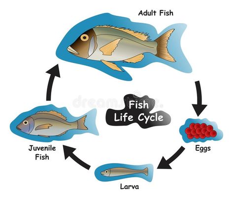 Fish Life Cycle Infographic Diagram vector illustration Fish Life Cycle Craft, Life Cycle Infographic, Fish Drawing Easy, Cycle Infographic, Fish Life Cycle, Life Cycles Preschool, Infographic Diagram, Cycle Drawing, Diagram Illustration