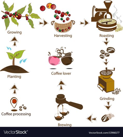 Green Coffee Bar, Bean Life Cycle, Coffee Information, Coffee Processing, Coffee Process, Coffee Infographic, Coffee Life, Coffee Facts, Coffee Today