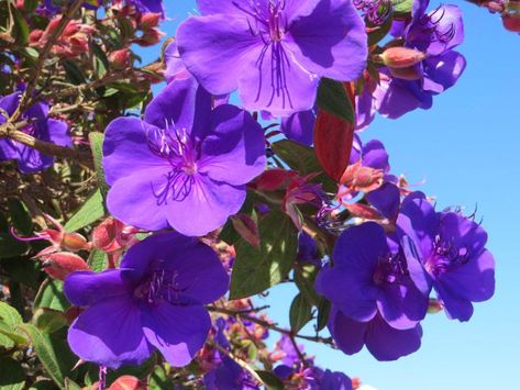 Tropical Trees, Patio Trees, Stunning Flowers, Tropical Tree, Container Size, Water Flowers, Flowering Trees, Types Of Plants, Purple Flowers