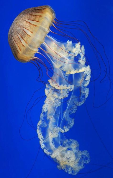 Monterey bay aquarium jelly fish. Gorgeous! Jelly Fish Reference Photo, Beautiful Fish Ocean Life, Jelly Fish Photography, Jellyfish Reference, Jelly Fishes, Ocean Creatures Art, Fish Beautiful, Jellyfish Photo, Jellyfish Pictures