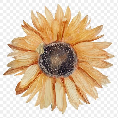 Art Png Aesthetic, Sticker Vintage Aesthetic, Vintage Png Aesthetic, Flower Collage Art, Sunflower Journal, Tree Branch Tattoo, Sunflower Vintage, Sunflower Watercolor, Watercolor Sunflowers