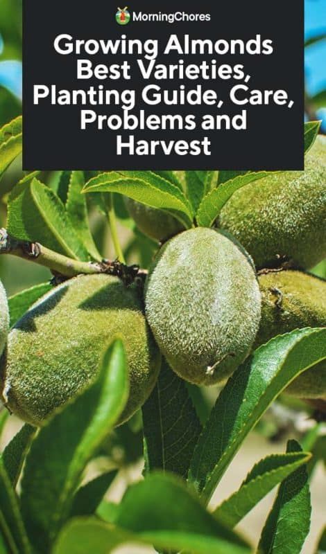 Growing Almonds: Best Varieties, Planting Guide, Care, Problems and Harvest Growing Almonds, Potted Vegetables, Gardening Fruits, Seed Raising, Growing Trees, Vegetable Benefits, Planting Guide, Urban Chickens, Almond Tree