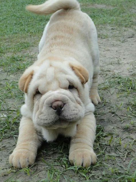 when i have my own house i will have three dogs. A Shar-pei, a Corgi, and a Chocolate lab Shar Pei, White