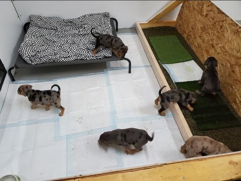 Litter Training Puppies - Flatland Catahoulas Puppy Litter Area Indoor Ideas, Puppy Containment Ideas, Litter Box Training Puppies, Puppy Gruel Recipe, Welping Box Ideas Puppies Diy Cheap, Litter Training Puppies, Puppy Box Ideas, Puppy Nursery For Dogs, Puppy Kennel Ideas