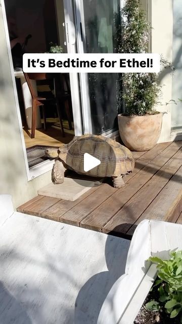 EthelTheGlamourTort on Instagram: "A late night for Ethel! 
#bedtimeroutine #tortoise #cutepets" Sulcata Tortoise Habitat Outdoor, Diy Tortoise Habitat Indoor, Tortoise Enclosure, Tortoise Habitat, Sulcata Tortoise, Tortoise Turtle, Late Night, Habitat, Tortoise