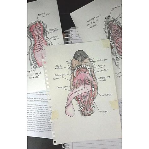 Veterinary Aesthetic Collage, Vet Anesthesia Monitoring, Veterinarian Notes Aesthetic, Veterinarian School Notes, Vet Notes Aesthetic, Vet School Aesthetic Notes, Vet Tech Student Aesthetic, Vet School Notes, Vet Med Aesthetic