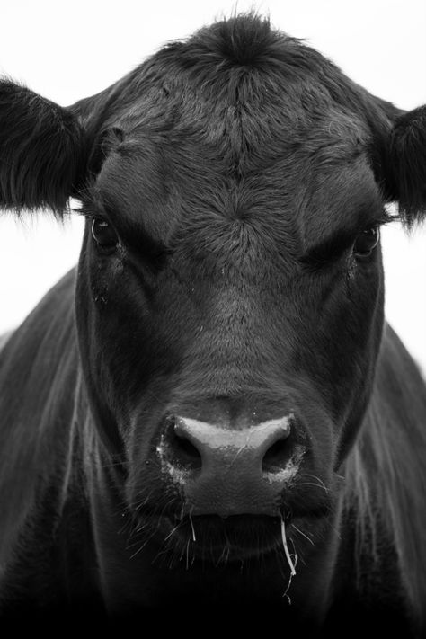 Cow Print Bedroom, Angus Cow, Cow Photography, Beef Cow, Cute Home Screen Wallpaper, Cow Photos, Beef Cattle, Print Bedroom