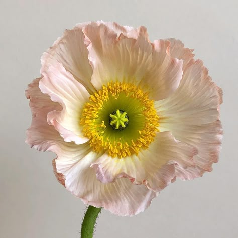 Icelandic Poppy, Iceland Poppies, Evergreen Flowers, Icelandic Poppies, Pink Poppies, Colorful Bouquet, January 26, Poppy Flower, Types Of Flowers