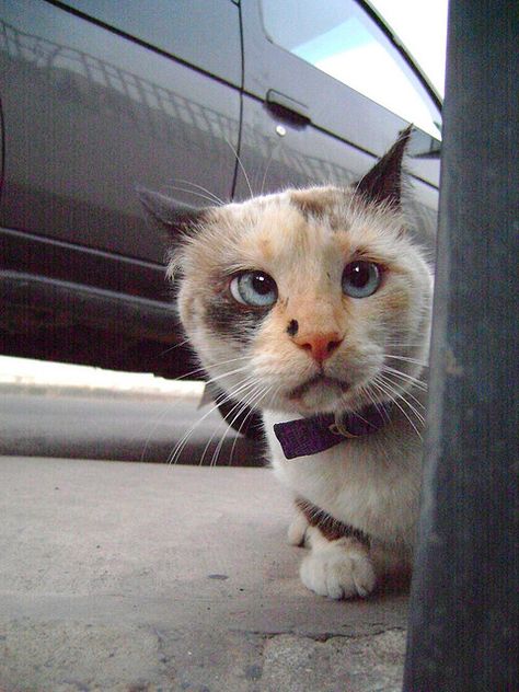 Crossed Eyes, Cutest Kittens, Cross Eyed, Pretty Kitty, Street Smart, Cat Facts, Cute Animal Pictures, Siamese Cats, Cutie Pie