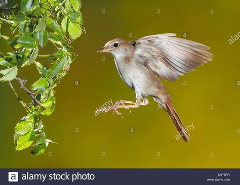 Nightingale Flying, Nightingale, Bird Photo, Animals, Quick Saves