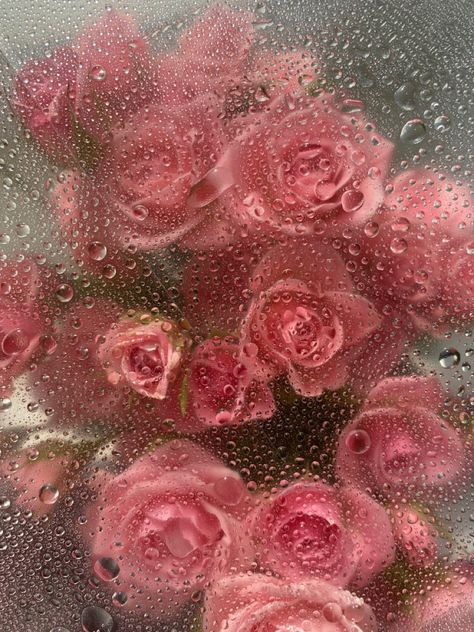 Flower In Glass Wallpaper, Flowers Against Glass Wallpaper, Wet Flowers Wallpaper Hd, Wet Roses Wallpaper, Flower Glass Wallpaper, Frosted Flowers Wallpaper Hd, Flowers Behind Glass Wallpaper, Wet Flowers Aesthetic, Pink Roses Aesthetic Wallpaper