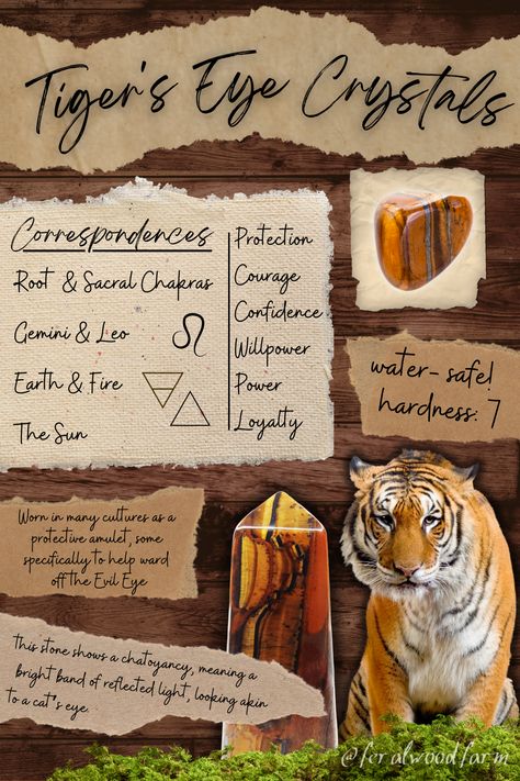 Learn about the crystal Tiger’s Eye. What is it, how to identify it, common folklore, metaphysical uses, correspondences, and more! #crystals #witchcraft #tigerseye #metaphysical #witchy #goblincore #crystalhealing #crystalwitch #witchyaesthetic Crystal Tiger Eye, Tiger's Eye Meaning, Tiger’s Eye, Tiger Eye Crystal Meaning, Tiger Aesthetics, Tigers Eye Meaning, Witchy Goblincore, Crystal Reference, Animal Knowledge