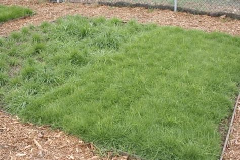 5 Beautiful Southern California Drought Tolerant Grasses Lawn Alternatives Drought Tolerant, Drought Tolerant Landscape Front Yard, Hammock Area, Drought Tolerant Grass, Best Grass Seed, California Landscaping, Xeriscape Front Yard, Grass Alternative, Evergreen Flowers