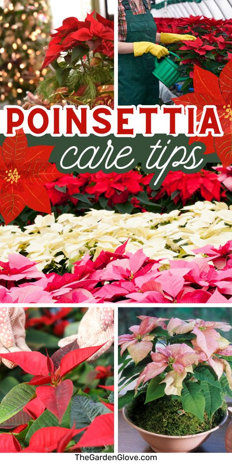 How To Take Care Of Poinsettias, Natural Household Products, Trendy Christmas Decor, Indoor Tropical Plants, Christmas Plant, Poinsettia Care, Spring Clean Up, Poinsettia Plant, Holiday Planter