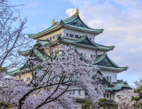 Nagoya Castle 3. Nagoya Castle with Sakura foreground , #AD, #Castle, #Nagoya, #foreground, #Sakura #ad Nagoya Castle, Nagoya, Graphic Design Art, Design Art, Castle, Stock Images, Graphic Design, House Styles, Design